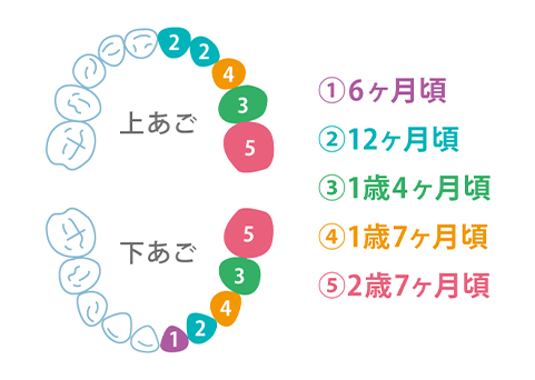 お子さんによって個人差があります